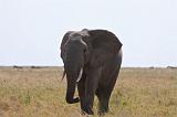 TANZANIA - Serengeti National Park - Elephant - 4